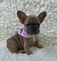 Mabel, a female French Bulldog for sale in Mountain Grove, MO – 3 of 7