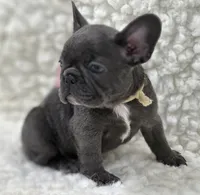 Molly, a female French Bulldog for sale in Mountain Grove, MO – 6 of 6