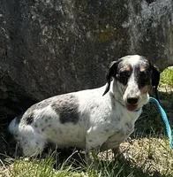 Daisy, a female Miniature Dachshund for sale in Mountain Grove, MO – Photo 2 of 6