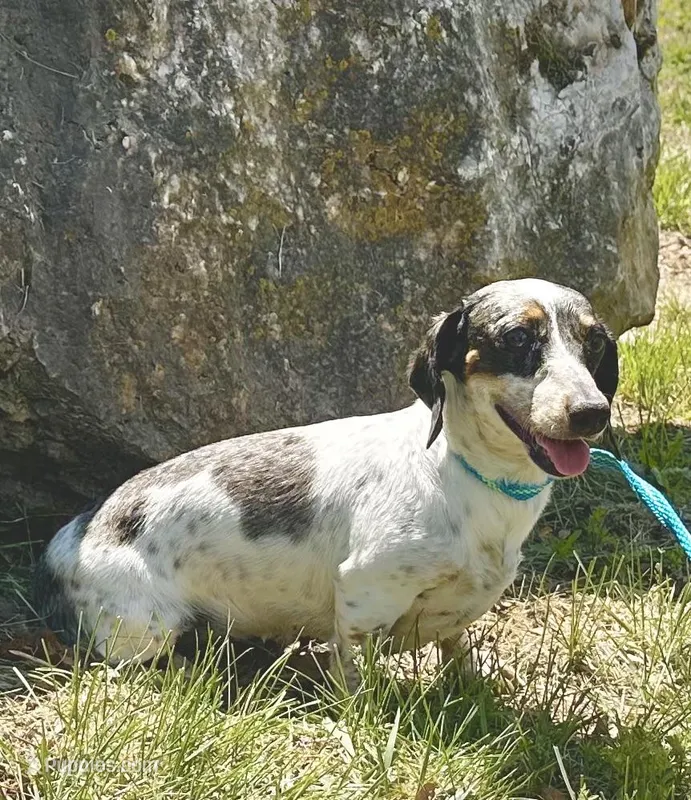 Daisy, a female Miniature Dachshund for sale in Mountain Grove, MO – Photo 1 of 6