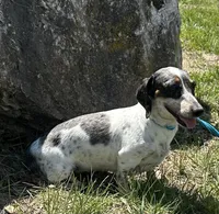 Daisy, a female Miniature Dachshund for sale in Mountain Grove, MO – Photo 4 of 6