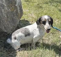 Daisy, a female Miniature Dachshund for sale in Mountain Grove, MO – Photo 3 of 6