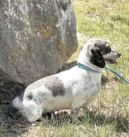 Daisy, a female Miniature Dachshund for sale in Mountain Grove, MO – Photo 5 of 6