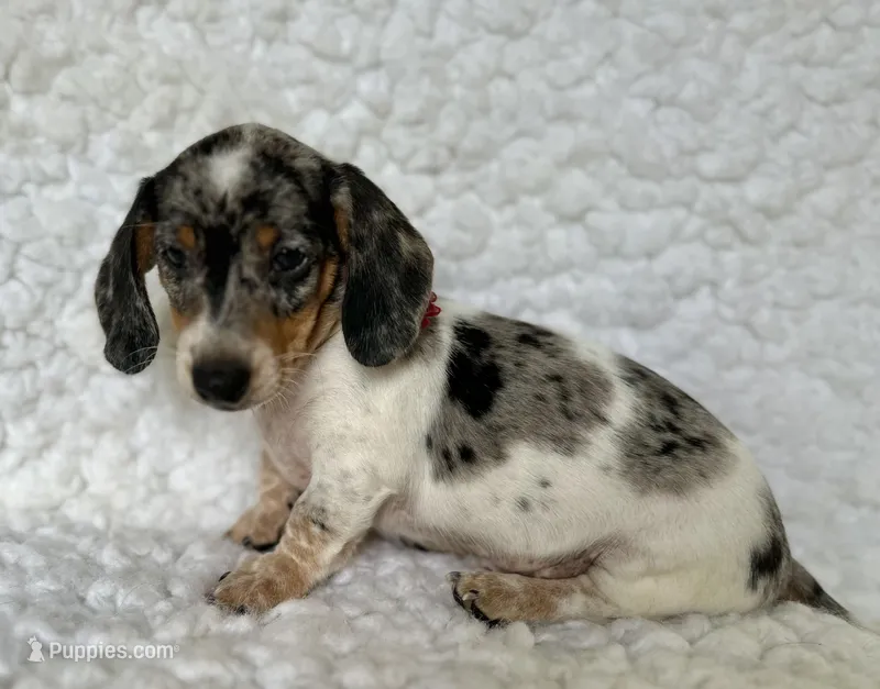 Ziggy – Miniature Dachshund puppy for sale in Mountain Grove, MO