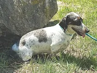 Daisy, a female Miniature Dachshund for sale in Mountain Grove, MO – Photo 6 of 6