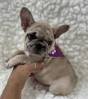 SuzyQ , a female French Bulldog for sale in Mountain Grove, MO – 3 of 5