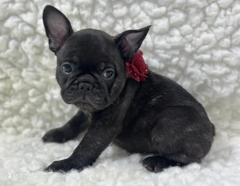 Boone – French Bulldog puppy for sale in Mountain Grove, MO