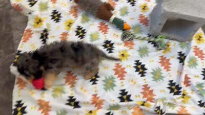 Sadie, a female Miniature Dachshund for sale in Mountain Grove, MO – 5 of 5