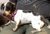 Daisy, a female Miniature Dachshund for sale in Mountain Grove, MO – 4 of 9