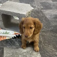 Frannie , a female Miniature Dachshund for sale in Mountain Grove, MO – 5 of 8
