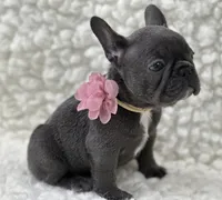 Molly, a female French Bulldog for sale in Mountain Grove, MO – 3 of 6