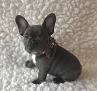 Jesse, a female French Bulldog for sale in Mountain Grove, MO – 3 of 5