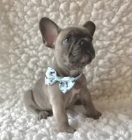 Tanner, a male French Bulldog for sale in Mountain Grove, MO – 4 of 5