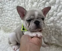 Tully, a female French Bulldog for sale in Mountain Grove, MO – 6 of 8