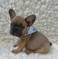 Jack, a male French Bulldog for sale in Mountain Grove, MO – 3 of 5