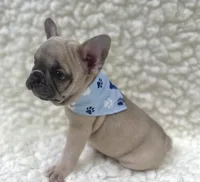 Arlo , a male French Bulldog for sale in Mountain Grove, MO – 5 of 9