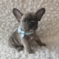 Tanner, a male French Bulldog for sale in Mountain Grove, MO – 5 of 5