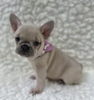 Maggie , a female French Bulldog for sale in Mountain Grove, MO – 5 of 7