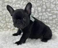 Panther, a male French Bulldog for sale in Mountain Grove, MO – 4 of 4