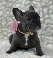 Molly, a female French Bulldog for sale in Mountain Grove, MO – 2 of 6