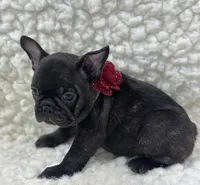 Boone, a male French Bulldog for sale in Mountain Grove, MO – 2 of 4