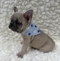 Arlo , a male French Bulldog for sale in Mountain Grove, MO – 8 of 9
