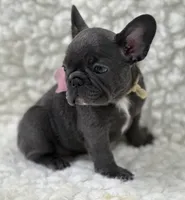 Molly, a female French Bulldog for sale in Mountain Grove, MO – 5 of 6