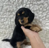 Sadie, a female Miniature Dachshund for sale in Mountain Grove, MO – 2 of 5
