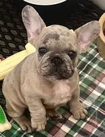 Pistol Pete , a male French Bulldog for sale in Mountain Grove, MO – 2 of 3