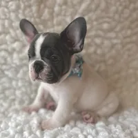 Ringo, a male French Bulldog for sale in Mountain Grove, MO – 5 of 6