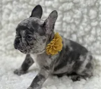 Jake, a male French Bulldog for sale in Mountain Grove, MO – 3 of 3
