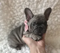 Lacey, a female French Bulldog for sale in Mountain Grove, MO – 5 of 6