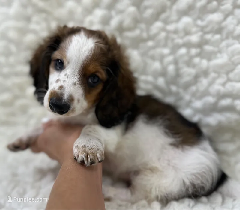 Wally – Miniature Dachshund puppy for sale in Mountain Grove, MO