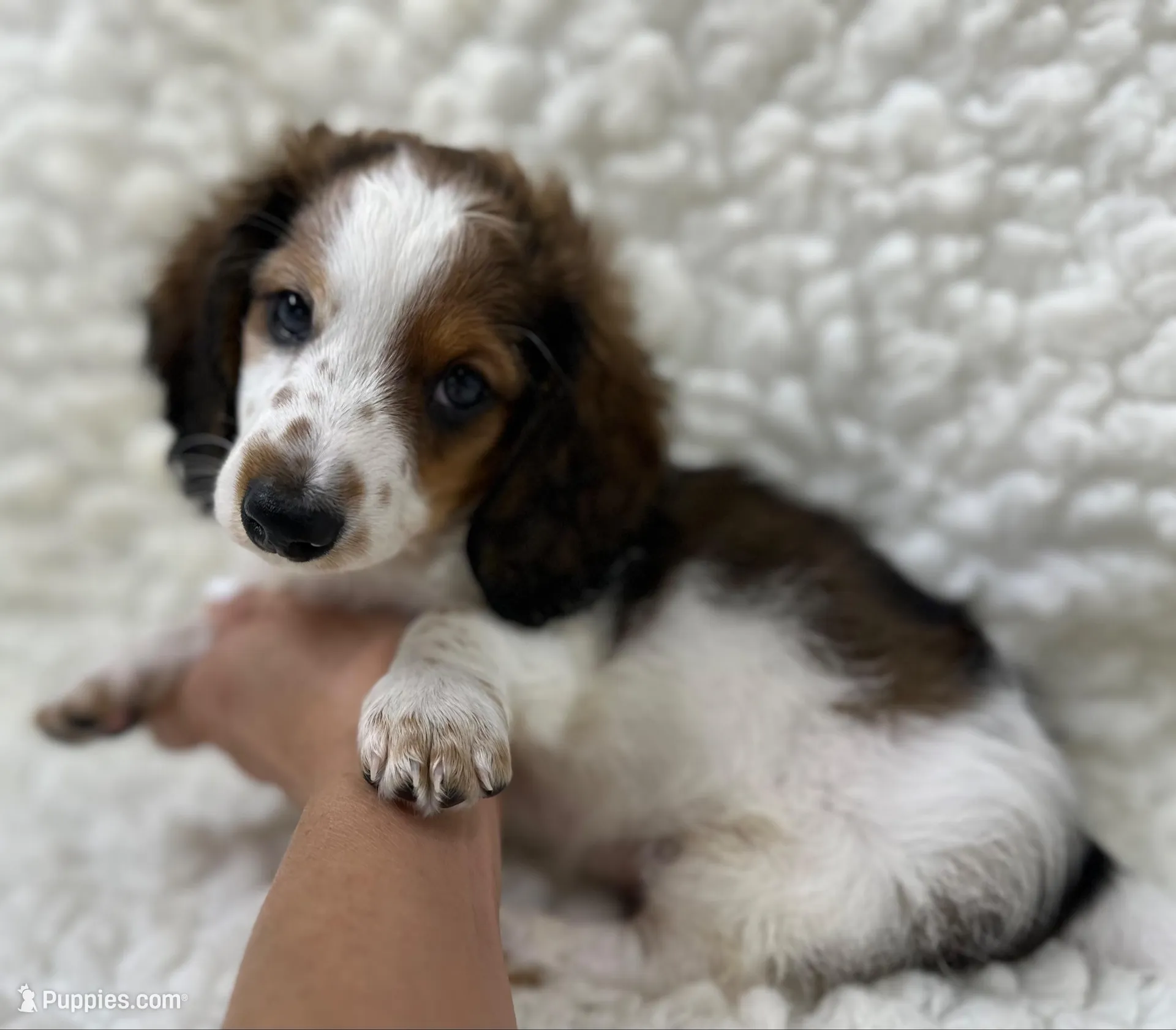 Wally, a male Miniature Dachshund for sale in Mountain Grove, MO – Photo 1 of 6