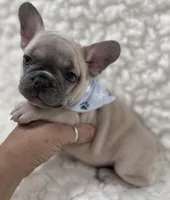 Arlo , a male French Bulldog for sale in Mountain Grove, MO – 4 of 9