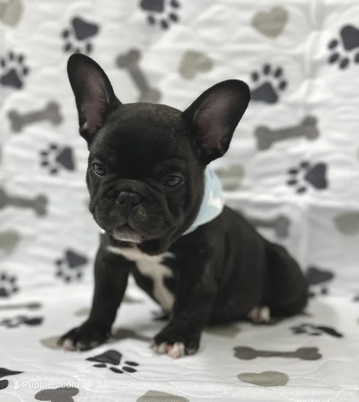 Bingo – French Bulldog puppy for sale in Mountain Grove, MO