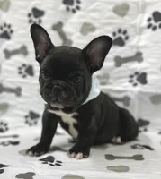 Bingo, a male French Bulldog for sale in Mountain Grove, MO – 1 of 6
