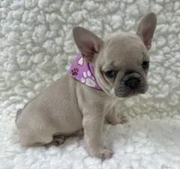 Maggie , a female French Bulldog for sale in Mountain Grove, MO – 7 of 7