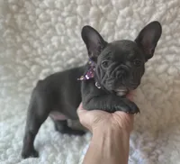 Jesse, a female French Bulldog for sale in Mountain Grove, MO – 5 of 5