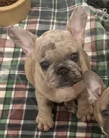 Pistol Pete , a male French Bulldog for sale in Mountain Grove, MO – 3 of 3