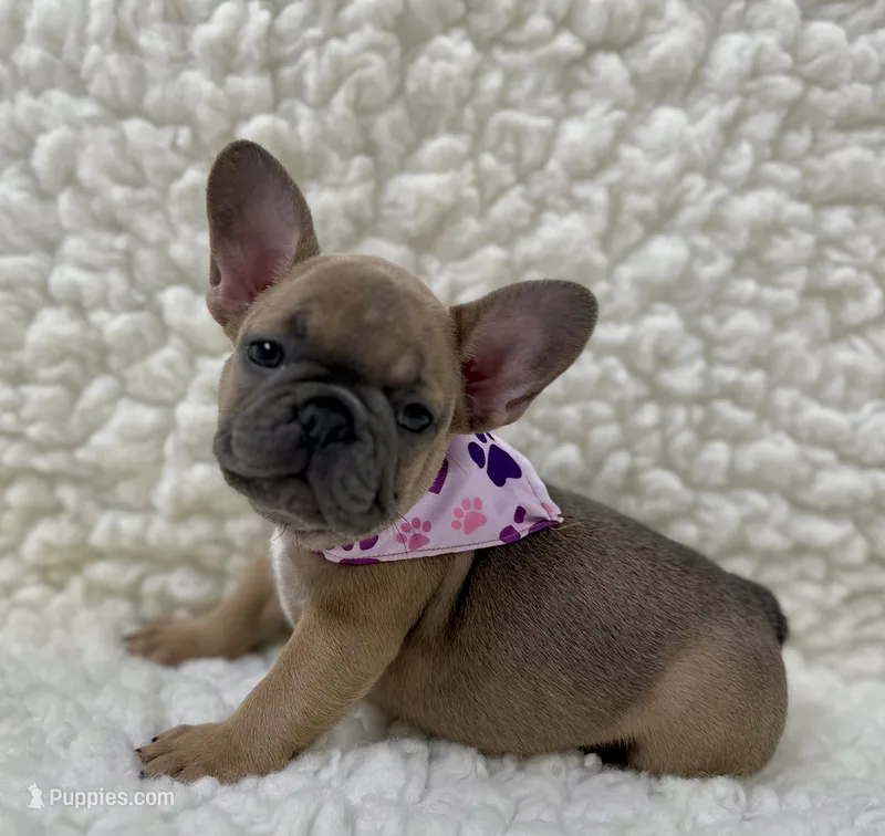 Mabel – French Bulldog puppy for sale in Mountain Grove, MO