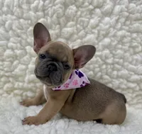 Mabel, a female French Bulldog for sale in Mountain Grove, MO – 1 of 7