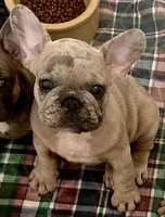 Pistol Pete , a male French Bulldog for sale in Mountain Grove, MO – 1 of 3