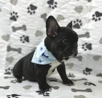 Bingo, a male French Bulldog for sale in Mountain Grove, MO – 2 of 6