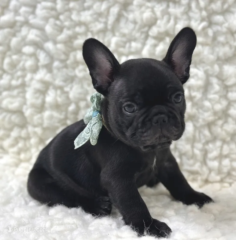 Panther – French Bulldog puppy for sale in Mountain Grove, MO