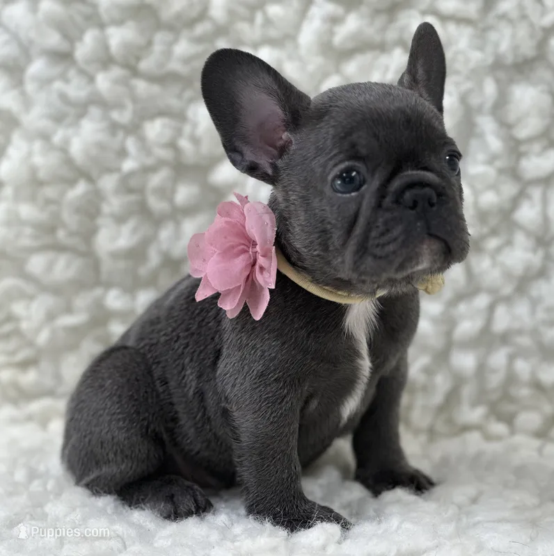 Molly – French Bulldog puppy for sale in Mountain Grove, MO