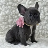Molly, a female French Bulldog for sale in Mountain Grove, MO – 1 of 6