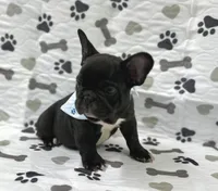 Bingo, a male French Bulldog for sale in Mountain Grove, MO – 4 of 6
