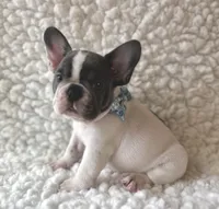 Ringo, a male French Bulldog for sale in Mountain Grove, MO – 6 of 6