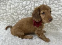 Frannie , a female Miniature Dachshund for sale in Mountain Grove, MO – 3 of 8